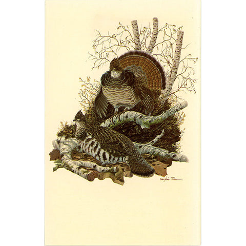 Pennsylvania State Bird Ruffed Grouse Vintage Postcard signed Sloan (unused)