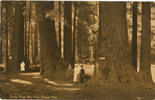 Santa Cruz People in Big Tree Grove Redwoods California Vintage Postcard circa 1910 (unused) - Vintage Postcard Boutique