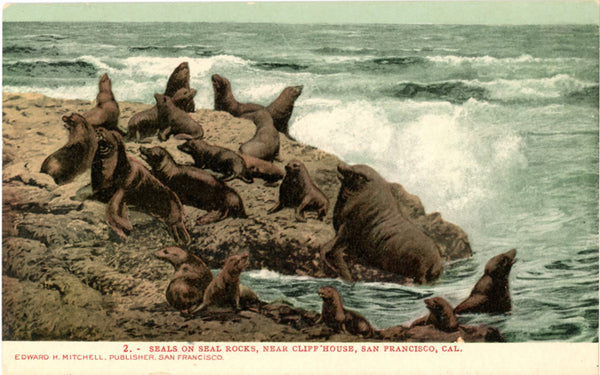 San Francisco California Seals on Seal Rock Near Cliff House Vintage Postcard (unused) circa 1900 - Vintage Postcard Boutique