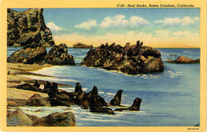 Santa Catalina California Seal Rocks Vintage Postcard (unused)