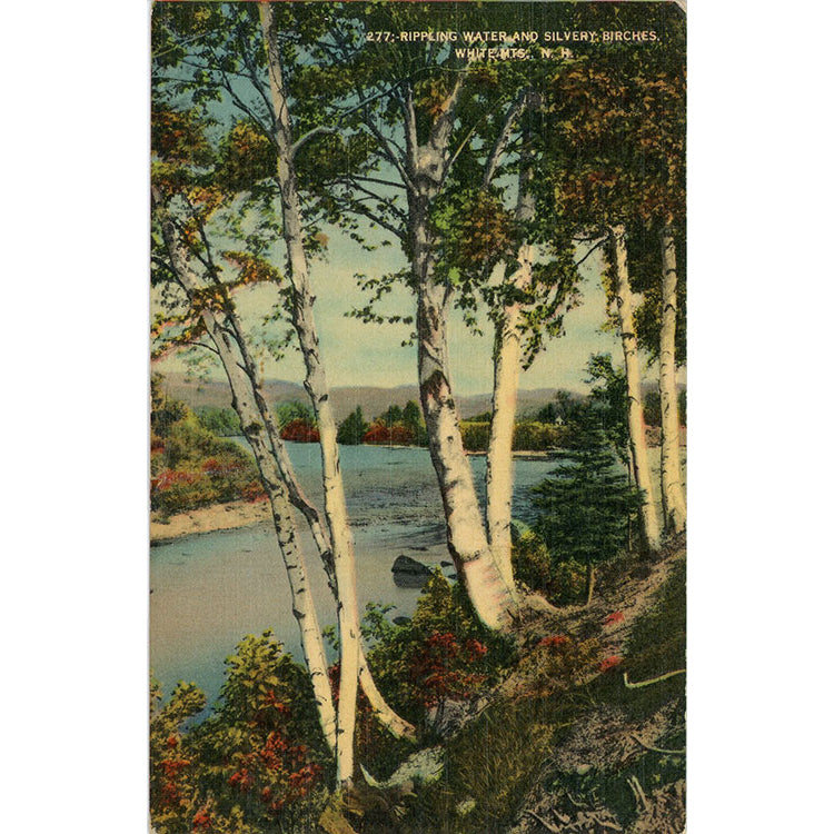 White Mountains New Hampshire Birch Trees Vintage Postcard 1942 - Vintage Postcard Boutique