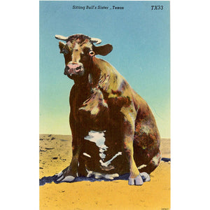 Sitting Bull's Sister Cow Steer Texas Vintage Comic Postcard (unused)