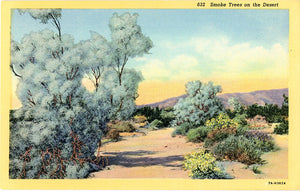 Smoke Trees on Desert Botanical Vintage Postcard (unused) - Vintage Postcard Boutique