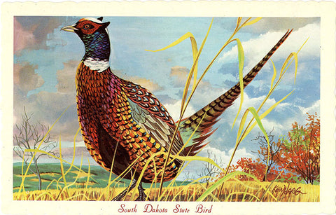 South Dakota State Bird - Chinese Ringneck Pheasant Vintage Postcard Signed Artist Ken Haag (unused) - Vintage Postcard Boutique