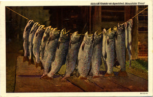 Speckled Mountain Trout Fishing Vintage Angler Postcard 1950 - Vintage Postcard Boutique