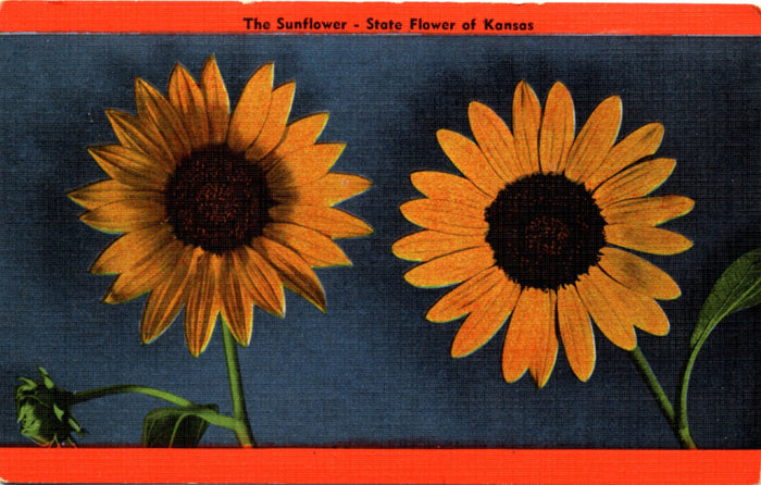 Kansas State Flower – Sunflower Vintage Botanical Postcard (unused) - Vintage Postcard Boutique