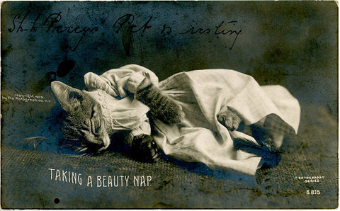 Sleeping Kitten 'Taking A Beauty Nap' Rotograph RPPC Vintage Cat Postcard 1907 - Vintage Postcard Boutique