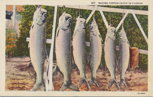 Record Tarpon Fish Catch in Florida Vintage Postcard 1959 - Vintage Postcard Boutique