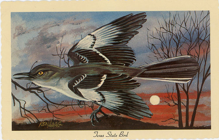 Texas State Bird - Mockingbird Vintage Postcard Signed Artist Ken Haag (unused) - Vintage Postcard Boutique