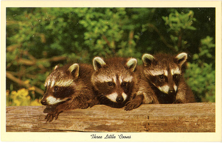 Raccoon Babies – Three Little 'Coons Vintage Postcard (unused) - Vintage Postcard Boutique