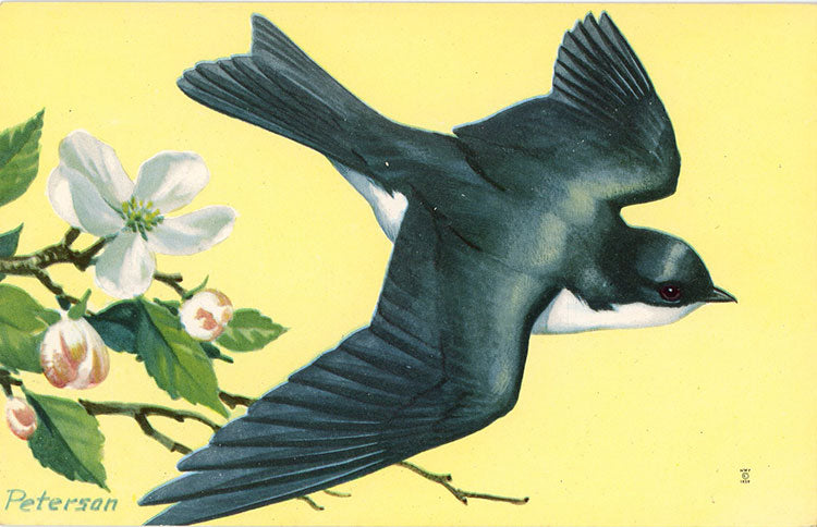 Tree Swallow National Wildlife Federation Songbird Series Vintage Bird Postcard (unused) SIGNED PETERSON - Vintage Postcard Boutique