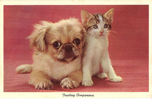 Kitten & Pekingese Puppy 