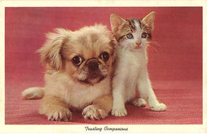Kitten & Pekingese Puppy "Trusting Companions" Vintage Postcard (unused) - Vintage Postcard Boutique