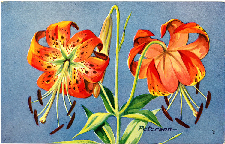 Turk's Cap Lily Vintage Botanical Postcard signed Peterson 1976 - Vintage Postcard Boutique
