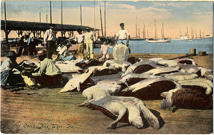 Key West Florida Sea Turtle Catch Vintage Postcard (unused) - Vintage Postcard Boutique