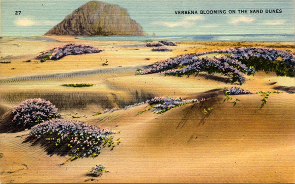 Verbena Blooming on Sand Dunes Botanical Vintage Postcard (unused) - Vintage Postcard Boutique