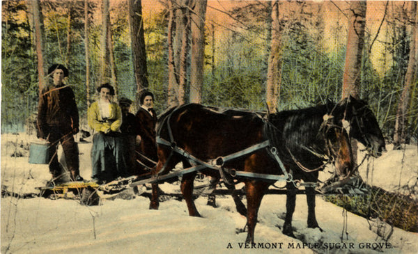 Vermont Maple Sugar Grove Harvesting Horses Vintage Postcard 1910 - Vintage Postcard Boutique