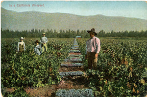 California Vineyard Vintage Postcard 1900s (unused) - Vintage Postcard Boutique