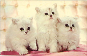 Three White Kittens – MusCATteers Vintage Postcard 1968 - Vintage Postcard Boutique