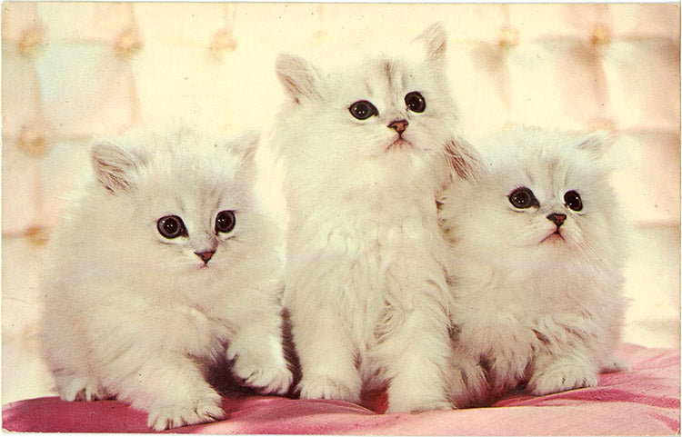 Three White Kittens – MusCATteers Vintage Postcard 1968 - Vintage Postcard Boutique