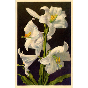 White Lily Vintage Flower Postcard - Botanical Art for Framing (unused)