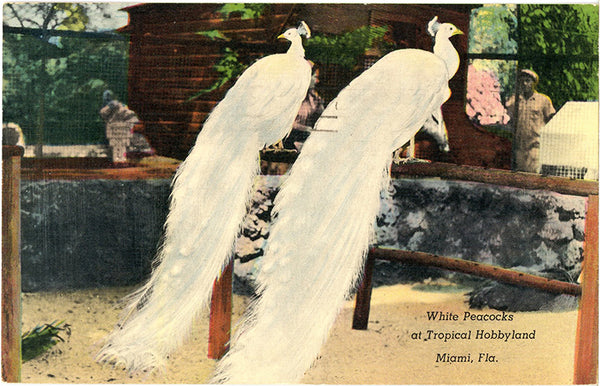 White Peacocks Tropical Hobbyland Miami Florida Vintage Postcard 1949