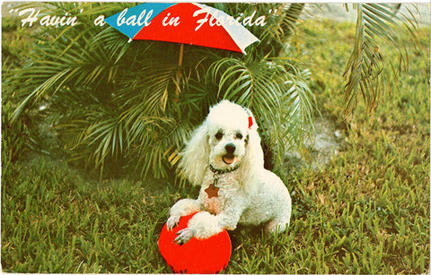 Poodle Playing With Ball Under Umbrella Vintage Postcard (unused) - Vintage Postcard Boutique