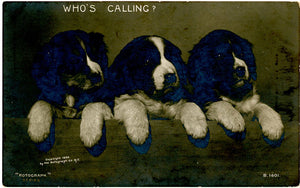 Three Puppies 'Who's Calling?' Rotograph RPPC Vintage Postcard 1906 (unused) - Vintage Postcard Boutique