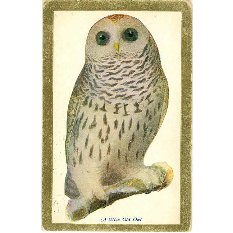 Wise Old Owl Vintage Bird Postcard 1909