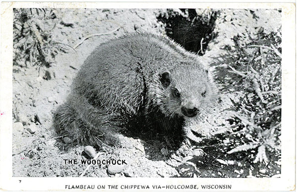 Woodchuck – Flambeau on the Chippewa Holcombe Wisconsin Vintage Postcard 1951 - Vintage Postcard Boutique