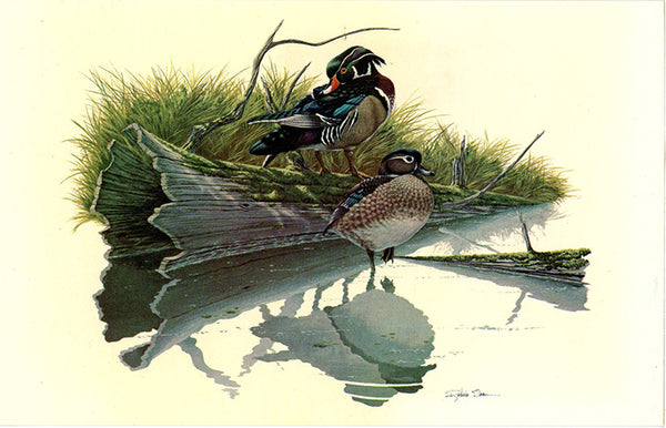 Wood Ducks Vintage Bird Postcard SIGNED Richard Sloan (unused)