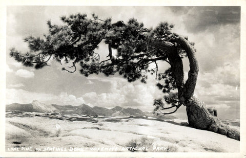 Lone Pine Sentinel Dome Yosemite National Park RPPC Vintage Postcard ca 1950 - Vintage Postcard Boutique