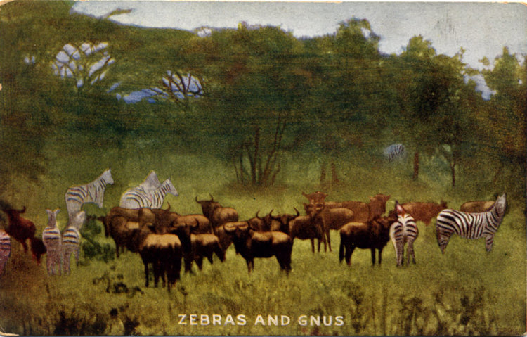 Zebras & Gnus on Roosevelt Tour Africa Vintage Postcard 1909 (unused) - Vintage Postcard Boutique