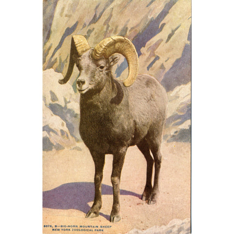 Big Horn Mountain Sheep New York Zoological Park Bronx Zoo Vintage Postcard circa 1910 (unused) - Vintage Postcard Boutique