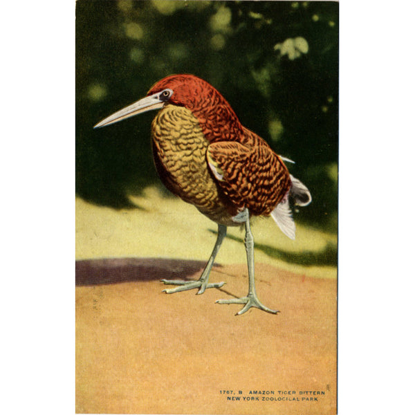 Amazon Tiger Bittern New York Zoological Park Bronx Zoo Vintage Postcard circa 1910 (unused) - Vintage Postcard Boutique
