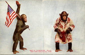 Patriotic Chimpanzee Baldy New York Zoological Park Bronx Zoo Postcard circa 1910 - Vintage Postcard Boutique