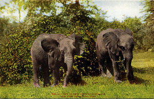 East African Elephants New York Zoological Park Bronx Zoo Vintage Postcard circa 1910 (unused) - Vintage Postcard Boutique