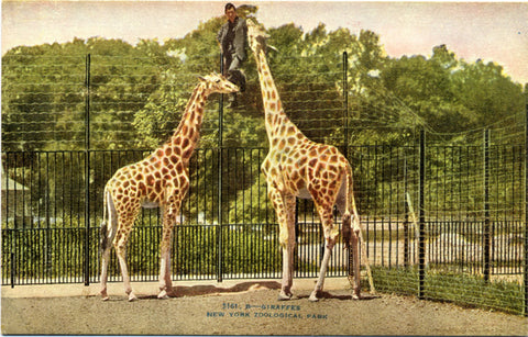Giraffes New York Zoological Park Bronx Zoo Vintage Postcard circa 1910 (unused) - Vintage Postcard Boutique
