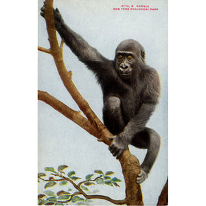 Gorilla New York Zoological Park Bronx Zoo Vintage Postcard circa 1910 (unused) - Vintage Postcard Boutique