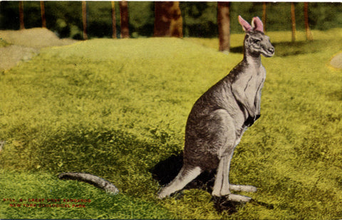 Great Gray Kangaroo New York Zoological Park Bronx Zoo Vintage Postcard circa 1910 (unused) - Vintage Postcard Boutique