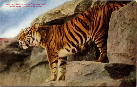 Malay Tiger New York Zoological Park Bronx Zoo Vintage Postcard circa 1910 (unused) - Vintage Postcard Boutique