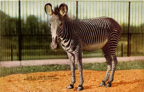 Grevey Zebra New York Zoological Park Bronx Zoo Vintage Postcard circa 1910 (unused) - Vintage Postcard Boutique