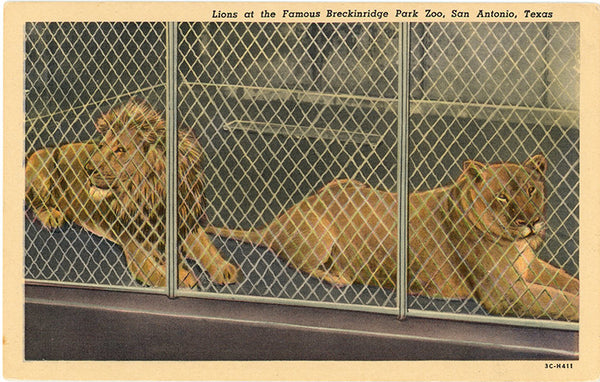 Breckinridge Park Zoo Lions San Antonio Texas Vintage Postcard (unused) - Vintage Postcard Boutique