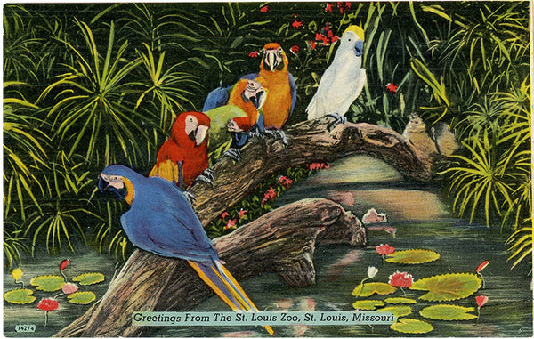Parrots St. Louis Zoo Forest Park Missouri Vintage Bird Postcard 1953 - Vintage Postcard Boutique