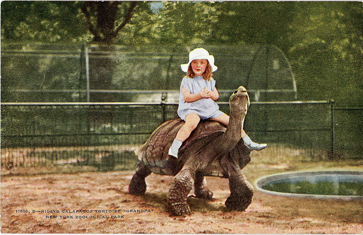 Little Girl Riding Galapagos Tortoise New York Zoological Park Vintage Postcard circa 1910 (unused) - Vintage Postcard Boutique